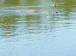 Alligator